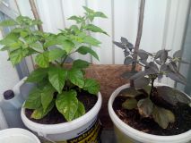 7pot red / cheiro roxa