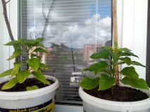 Carolina R.  7Pot douglah