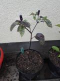 IMG_20160604_191650