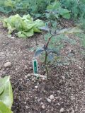 IMG_20160604_191822