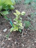 IMG_20160604_191837