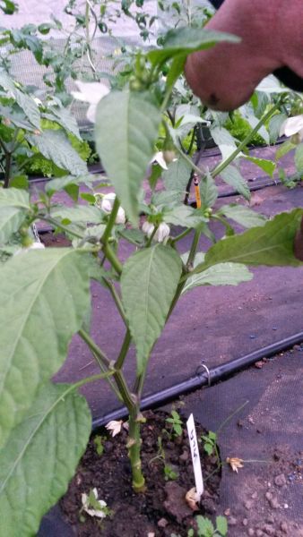 20160605_203121