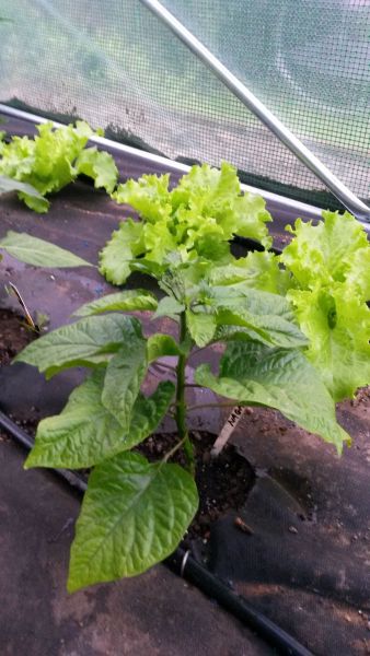 20160605_203500
