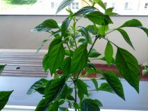 IMG_20160511_123307