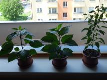 IMG_20160511_123327