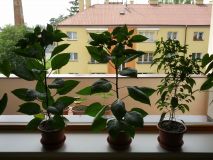 IMG_20160529_142913