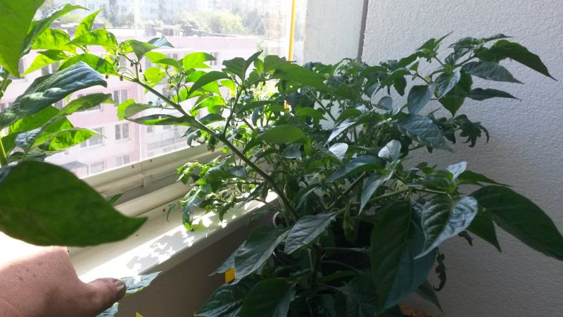 Habanero orange