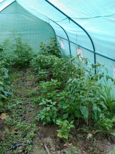 chilli