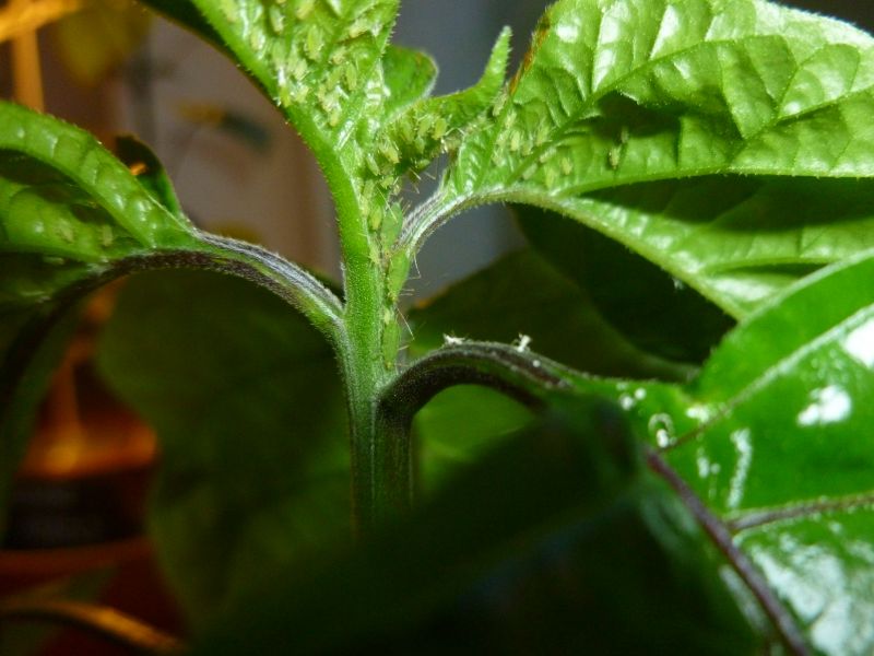 P1110521