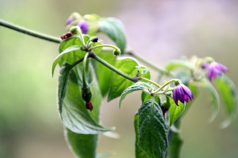 Rocoto