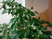 IMG_20160612_164916