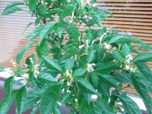 IMG_20160612_164212