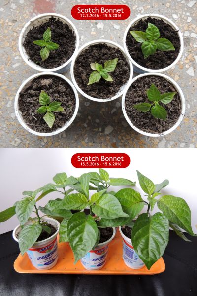Scotch Bonnet