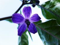 Assam_květ
