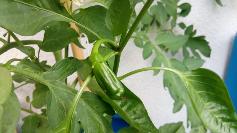 IMG_20160619_183600