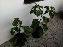 moruga balkon