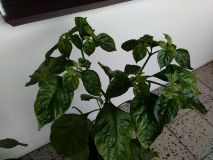 moruga balkon 2