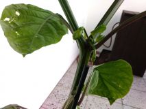 moruga balkon 3
