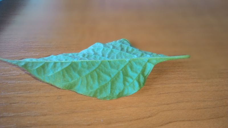 chilli