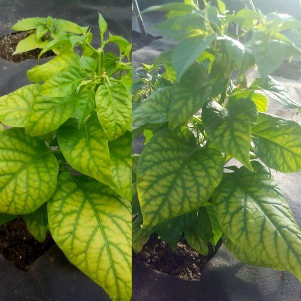 habanero