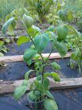 Rocoto guatemalan orange