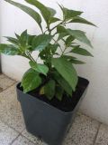 Habanero white