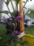 IMG_20160625_135908