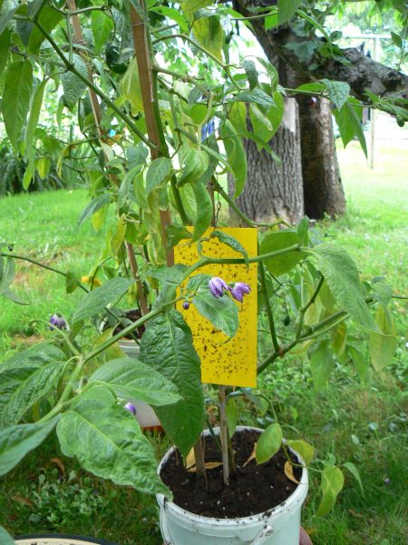 rocoto2