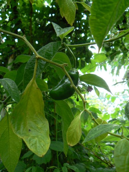 rocoto3