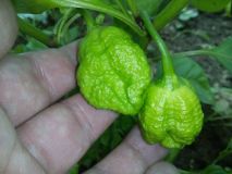 Moruga2