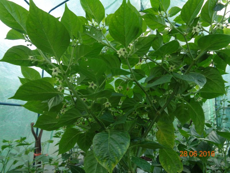 DSC00431