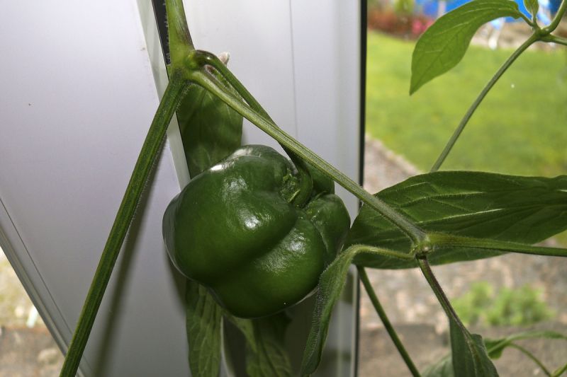 manzano rocoto red