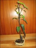 bonsai_chinesse