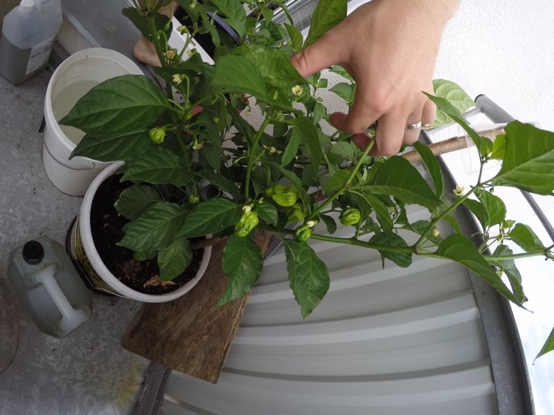 7pot red