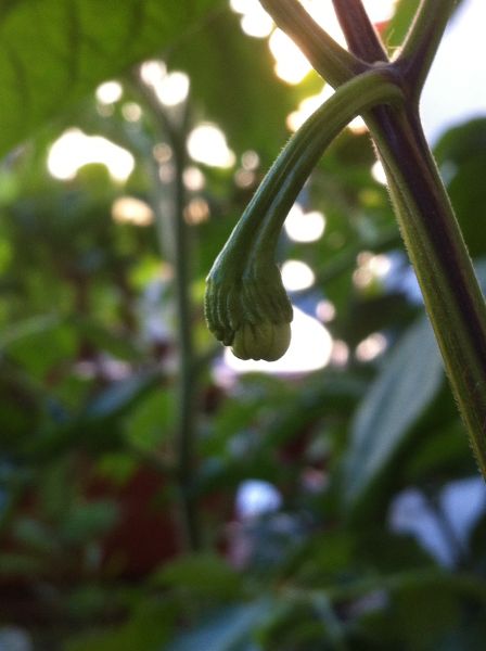 Big mustard mamma "duo flowers"