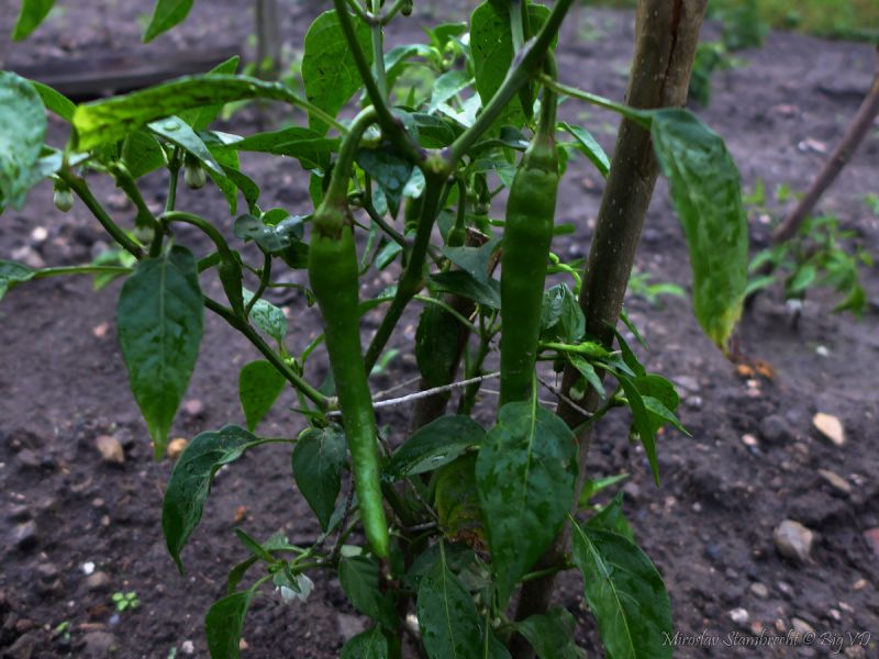 GoldCayenne