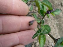 Black scorpion tongue