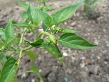 Scotch bonnet