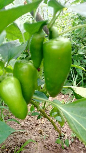 Jalapeño hercules normál