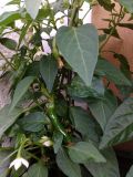 IMG_20160703_185227