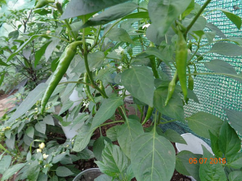 DSC00572