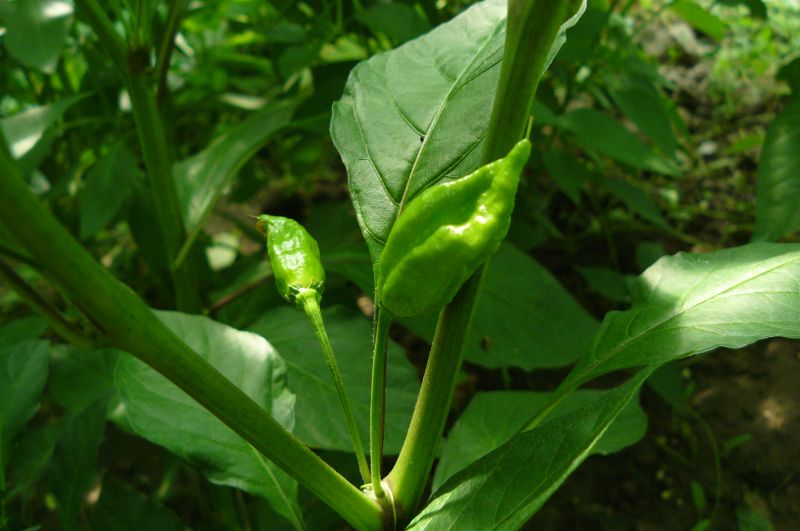 P1040035