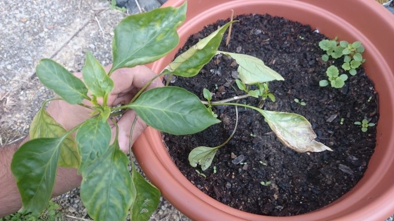 Jalapeno