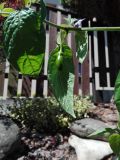 IMG_20160710_114800