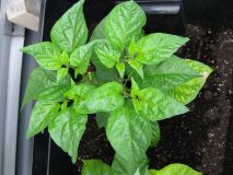 Rok 2016: Dorset Naga