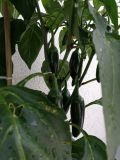 IMG_20160713_141257