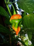 Guatemalan Insanity Pepper