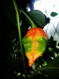 Guatemalan Insanity Pepper