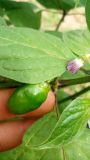 Rocoto plod