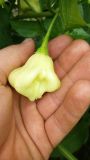 AJI fantasy white plod